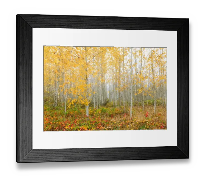 Framed Print : Poplar Tree Grove in Fall Season Framed Print : Poplar Tree Grove in Fall Season
