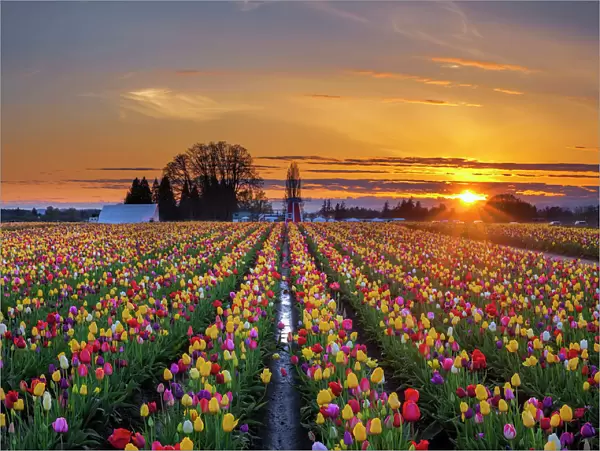 Sunset over tulip field