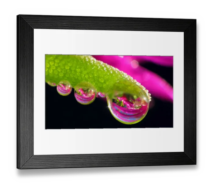Framed Print : Water dew drops on succulent plant Framed Print : Water dew drops on succulent plant