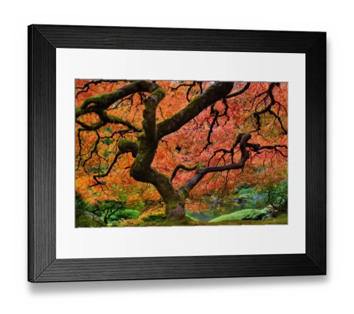 Framed Print : Maple tree at portland Japanese garden in fall Framed Print : Maple tree at portland Japanese garden in fall