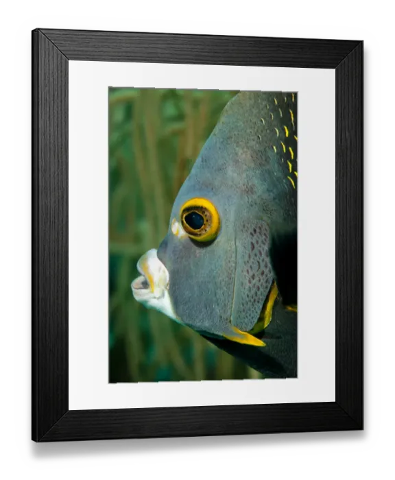 Framed Print : French Angelfish, Bonaire