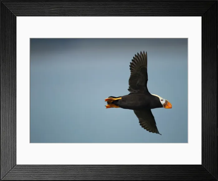 Framed Print : Puffin, Katmai National Park, Alaska Framed Print : Puffin, Katmai National Park, Alaska