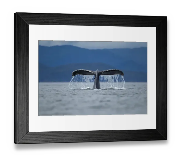 Framed Print : Diving Humpback Whale, Alaska Framed Print : Diving Humpback Whale, Alaska