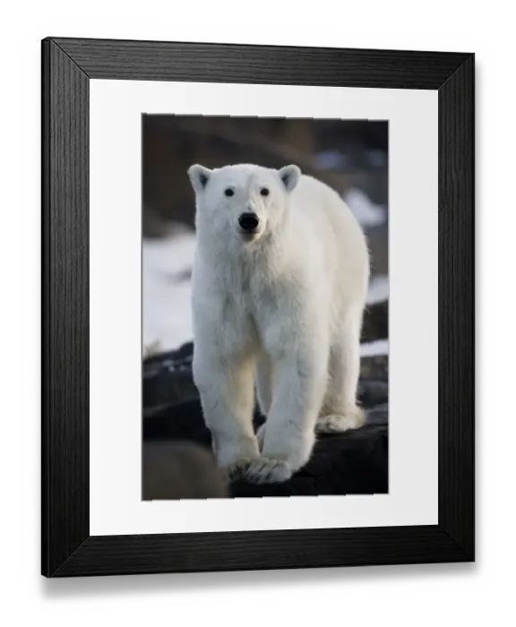Framed Print : Polar Bear, Svalbard, Norway Framed Print : Polar Bear, Svalbard, Norway