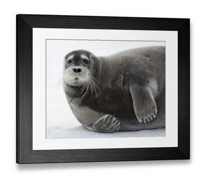 Framed Print : Bearded Seal on Iceberg, Svalbard, Norway Framed Print : Bearded Seal on Iceberg, Svalbard, Norway
