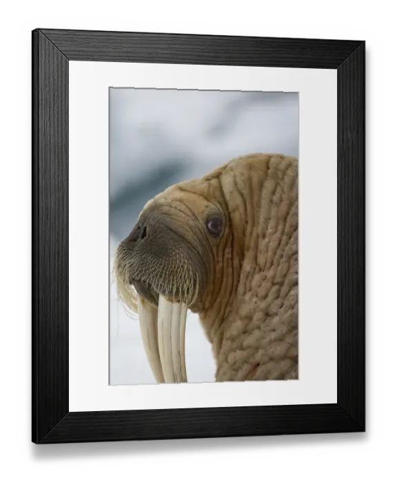 Framed Print : Walrus, Svalbard, Norway Framed Print : Walrus, Svalbard, Norway