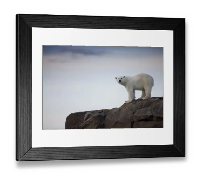 Framed Print : Polar Bear, Svalbard, Norway Framed Print : Polar Bear, Svalbard, Norway