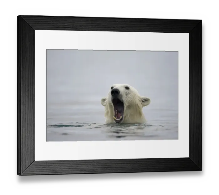 Framed Print : Polar Bear, Svalbard, Norway Framed Print : Polar Bear, Svalbard, Norway