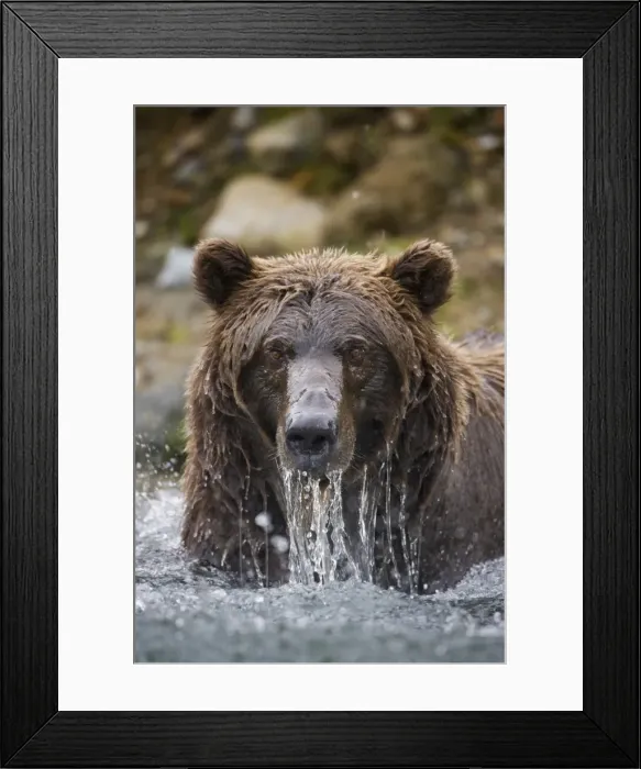 Framed Print : Grizzly Bear, Katmai National Park, Alaska Framed Print : Grizzly Bear, Katmai National Park, Alaska