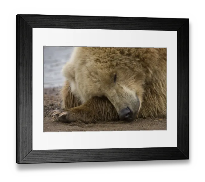 Framed Print : Grizzly Bear, Katmai National Park, Alaska Framed Print : Grizzly Bear, Katmai National Park, Alaska