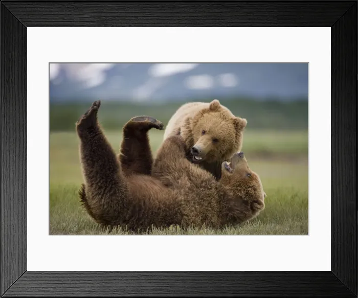 Framed Print : Grizzly Bears, Katmai National Park, Alaska Framed Print : Grizzly Bears, Katmai National Park, Alaska