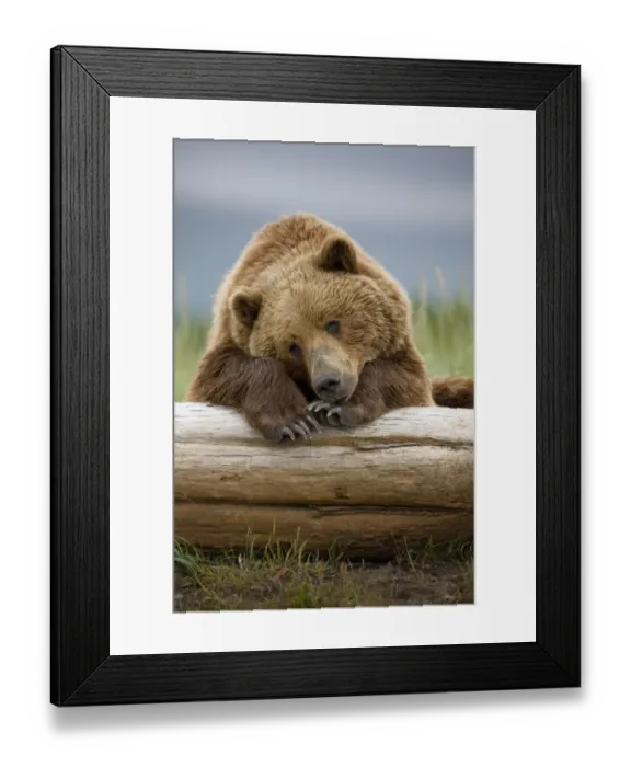 Framed Print : Grizzly Bear, Katmai National Park, Alaska Framed Print : Grizzly Bear, Katmai National Park, Alaska