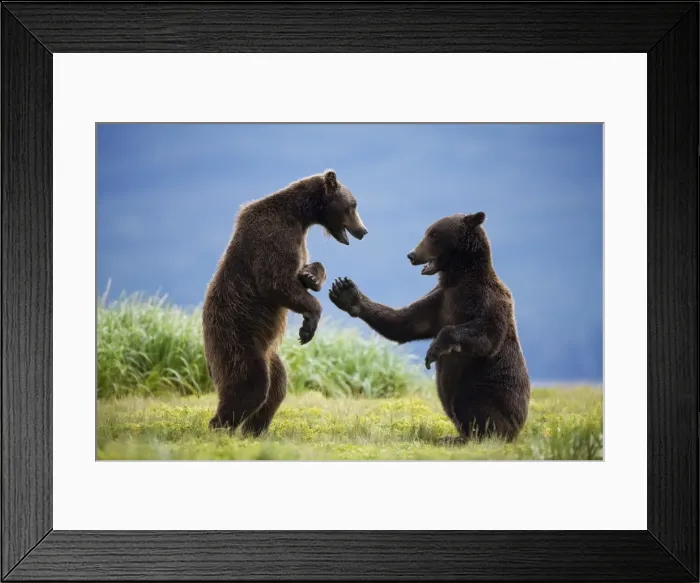 Framed Print : Grizzly Bears, Katmai National Park, Alaska Framed Print : Grizzly Bears, Katmai National Park, Alaska