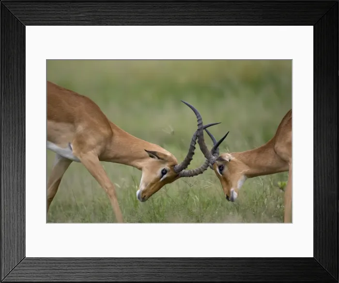 Framed Print : Impala Herd, Chobe National Park, Botswana Framed Print : Impala Herd, Chobe National Park, Botswana