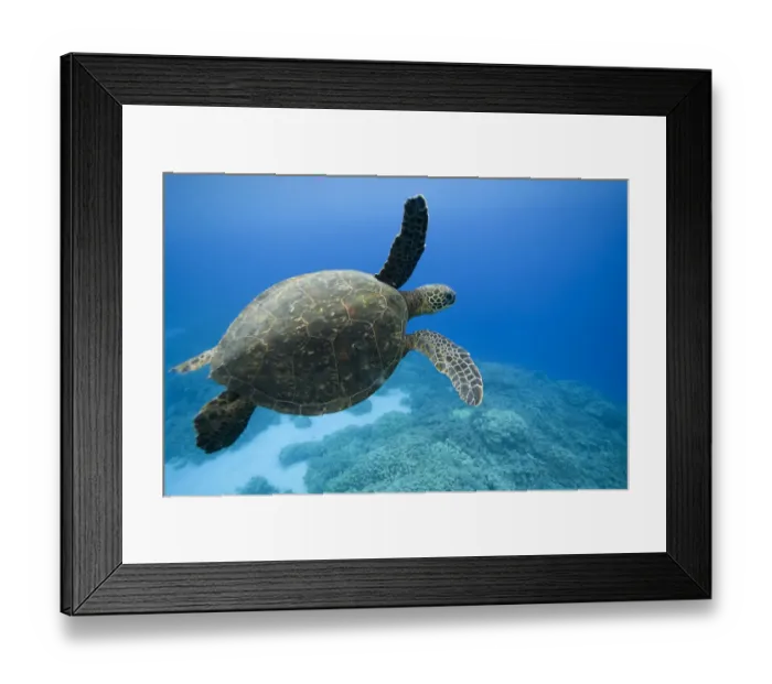 Framed Print : Green Sea Turtle, Hawaii Framed Print : Green Sea Turtle, Hawaii