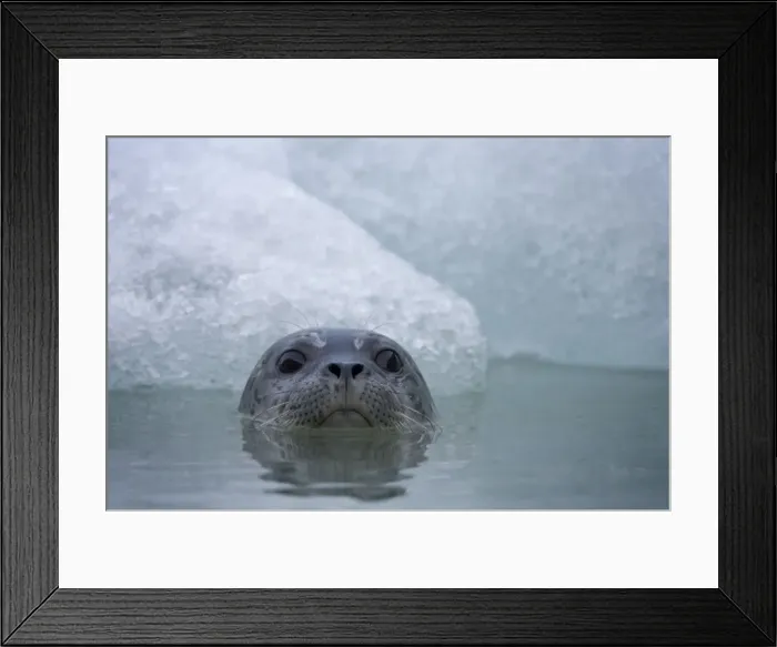 Framed Print : Harbor Seal, South Sawyer Glacier, Alaska Framed Print : Harbor Seal, South Sawyer Glacier, Alaska