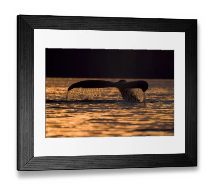 Framed Print : Humpback Whale, Alaska Framed Print : Humpback Whale, Alaska