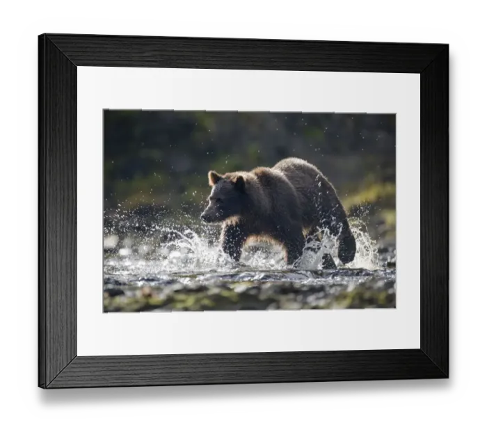 Framed Print : Brown Bear, Pavlof Harbor, Alaska Framed Print : Brown Bear, Pavlof Harbor, Alaska