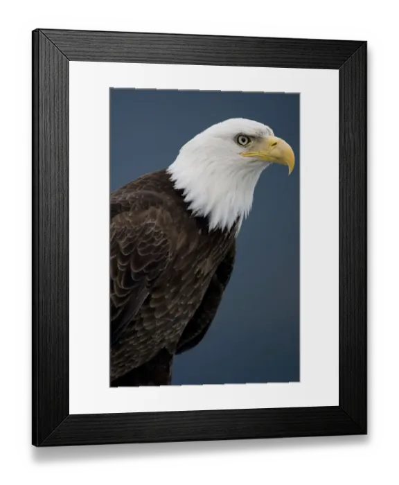 Framed Print : Bald Eagle, Tongass National Forest, Alaska Framed Print : Bald Eagle, Tongass National Forest, Alaska