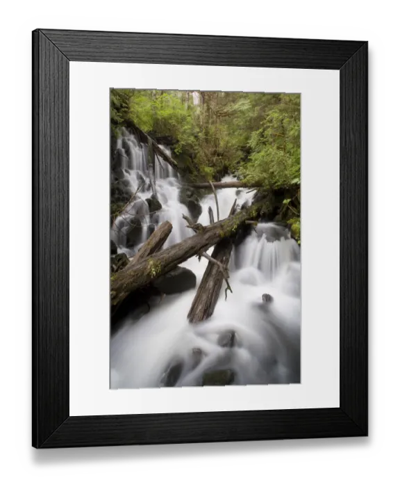 Framed Print : Rainforest, Misty Fjords National Monument, Alaska Framed Print : Rainforest, Misty Fjords National Monument, Alaska