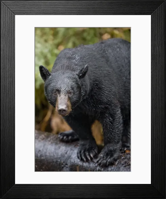 Framed Print : Paul Souders Photography Framed Print : Paul Souders Photography