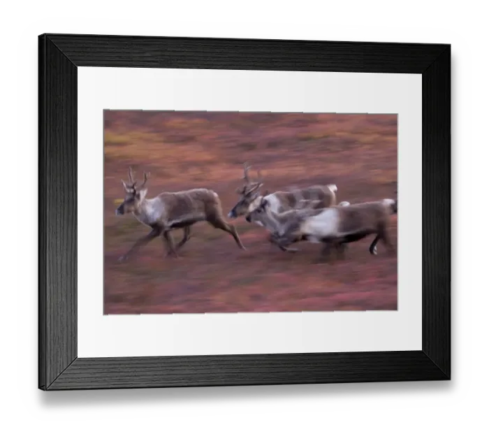Framed Print : Caribou Herd, Denali National Park, Alaska Framed Print : Caribou Herd, Denali National Park, Alaska