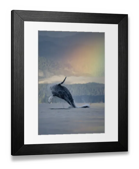 Framed Print : Breaching Humpback Whale and Rainbow, Alaska Framed Print : Breaching Humpback Whale and Rainbow, Alaska