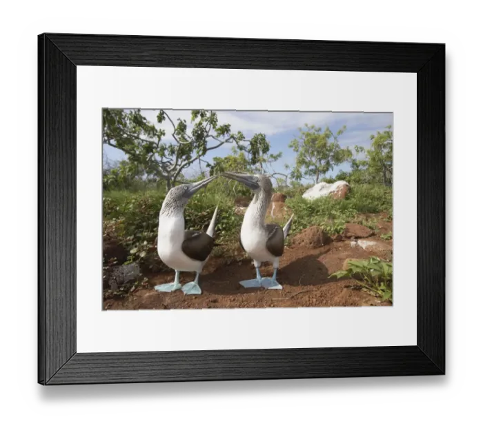 Framed Print : Courting Blue Footed Boobies (Sula nebouxii) near nest Framed Print : Courting Blue Footed Boobies (Sula nebouxii) near nest