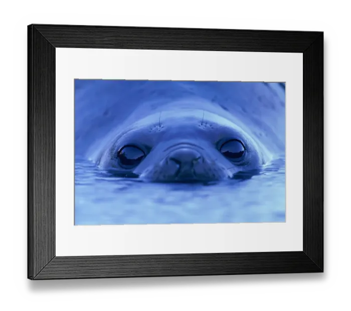 Framed Print : Southern elephant seal (Mirounga leonina) lying in pool, ground view Framed Print : Southern elephant seal (Mirounga leonina) lying in pool, ground view