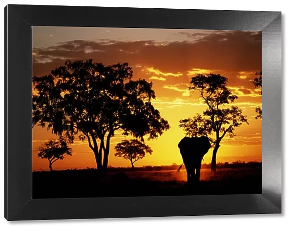 Elephant (Loxodonta africana) walking, sunset, Savuti Marsh, Botswana