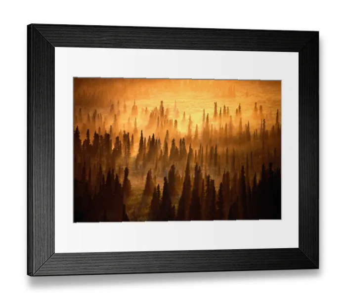Framed Print : Midnight sun setting over misty spruce forest, Alaska, USA Framed Print : Midnight sun setting over misty spruce forest, Alaska, USA