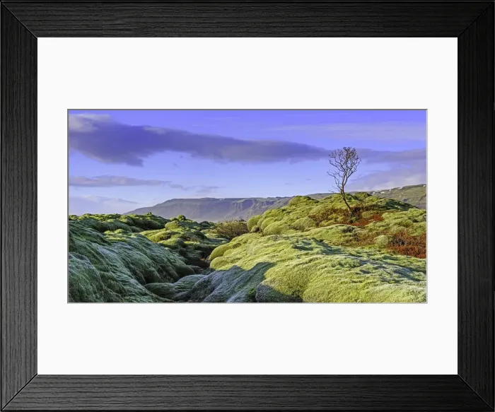Framed Print : Moss covered lava fields Framed Print : Moss covered lava fields