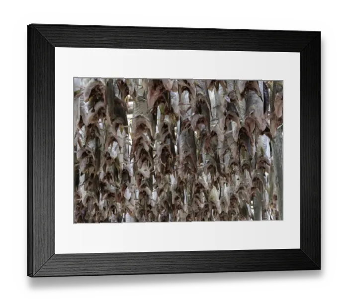 Framed Print : Cod drying on racks in Lofoten, Norway Framed Print : Cod drying on racks in Lofoten, Norway