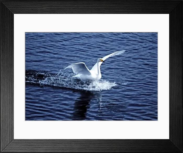 Framed Print : Whooper Swan landing on water