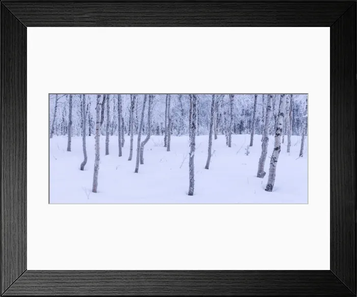 Framed Print : Hoar Frosted Birch trees