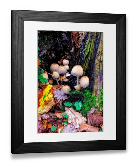 Framed Print : Common Inkcap (Coprinopsis atramentaria) Framed Print : Common Inkcap (Coprinopsis atramentaria)
