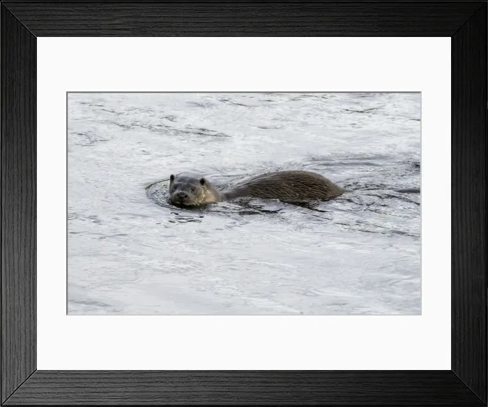 Framed Print : European dog Otter (Lutra lutra)