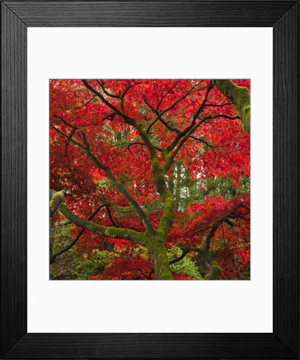 Framed Print : Japanese Maple in the Fall