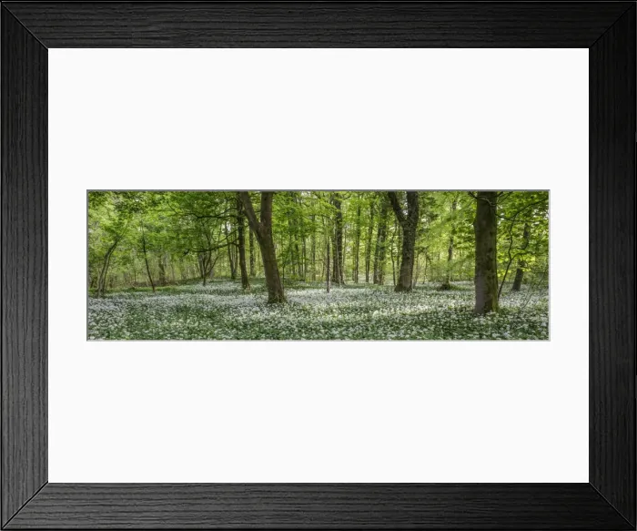 Framed Print : Ramsons in English Woodland
