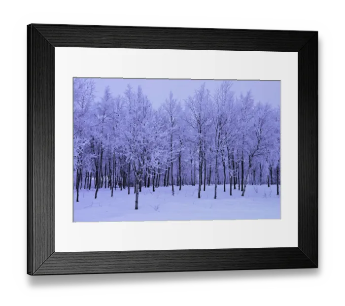 Framed Print : Hoar Frosted Birch Trees