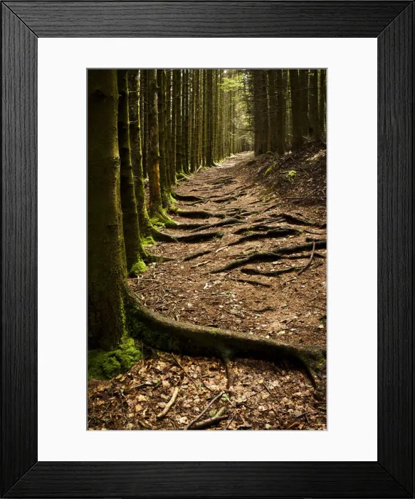 Framed Print : Forest path Framed Print : Forest path