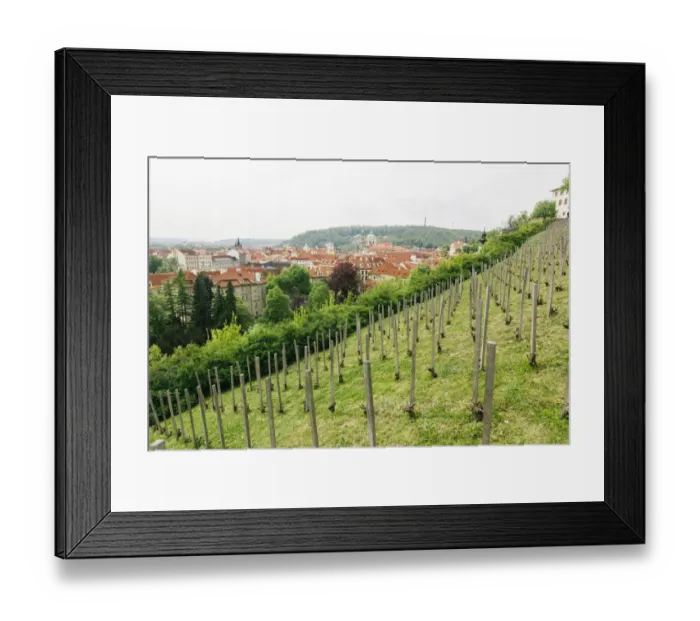 Framed Print : Vineyard in Prague, Czech Republic Framed Print : Vineyard in Prague, Czech Republic