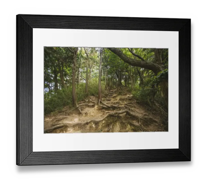 Framed Print : Old tree roots in a forest in Kamakura, Japan Framed Print : Old tree roots in a forest in Kamakura, Japan