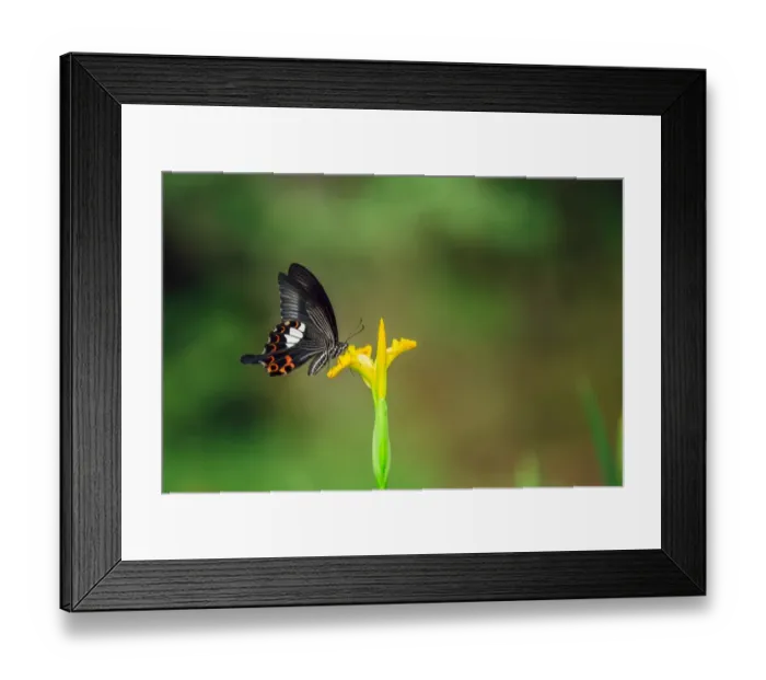 Framed Print : Close-up of a swallowtail butterfly (Papilio Polyxenes) on yellow flower Framed Print : Close-up of a swallowtail butterfly (Papilio Polyxenes) on yellow flower