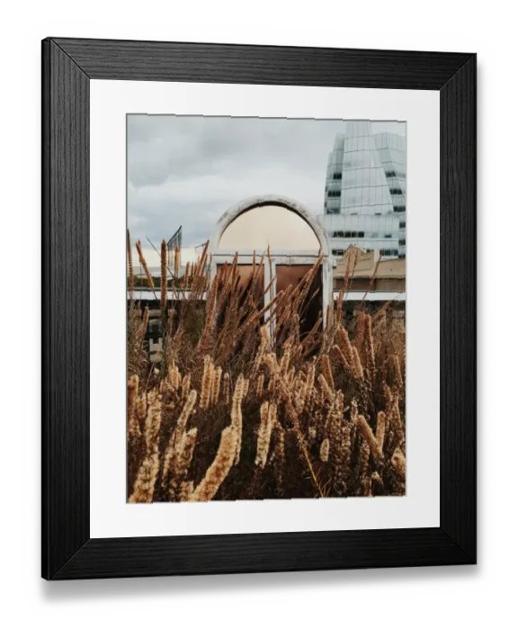 Framed Print : Isolated window surrounded by dry plants in New York City, USA Framed Print : Isolated window surrounded by dry plants in New York City, USA