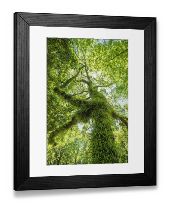 Framed Print : Moss and grass on the tree trunk and branches Framed Print : Moss and grass on the tree trunk and branches