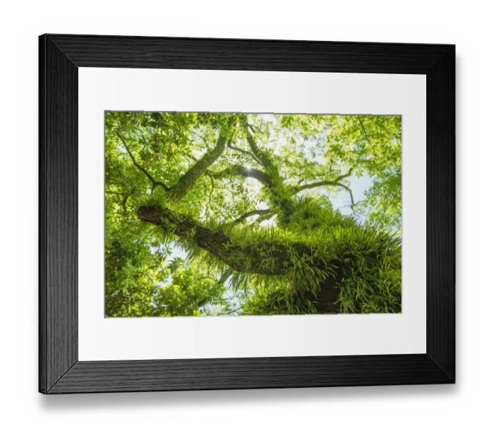 Framed Print : Tree with grass and moss on trunk and branches Framed Print : Tree with grass and moss on trunk and branches