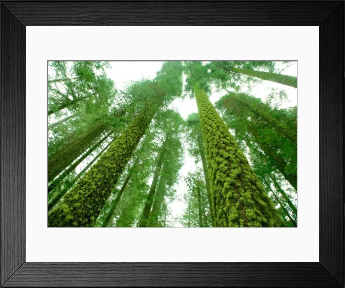 Framed Print : Moss on the tree in Yosemite Framed Print : Moss on the tree in Yosemite
