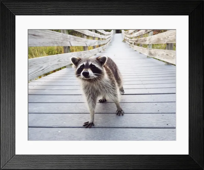 Framed Print : Animal Eye Contact Framed Print : Animal Eye Contact