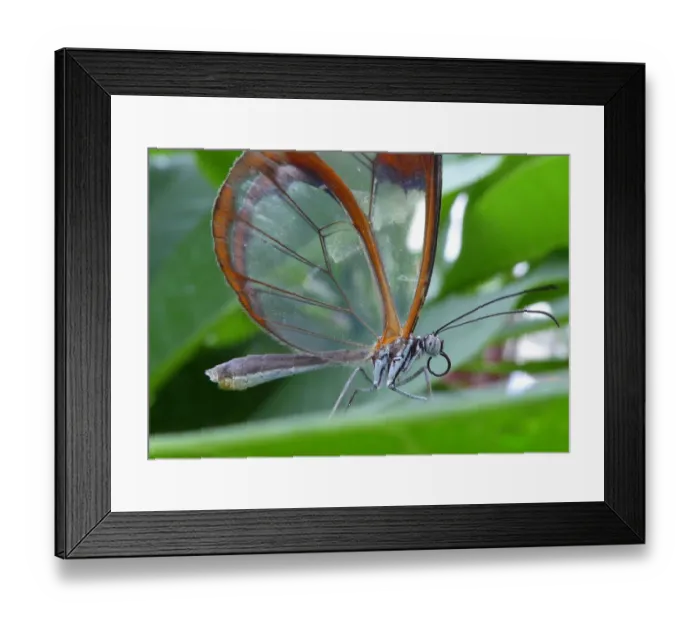 Framed Print : The glasswing butterfly (greta oto)